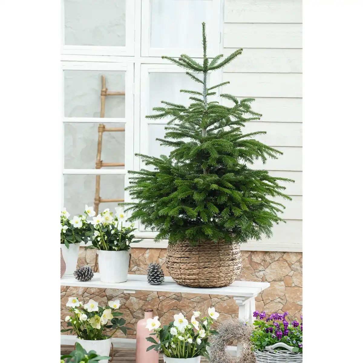 Bild 2 von Nordmanntanne Abies nordmanniana, im Topf, Höhe: 60 - 80 cm
