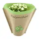 Bild 2 von GARDENLINE Kalanchoe