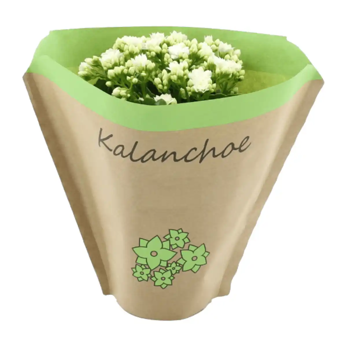 Bild 2 von GARDENLINE Kalanchoe