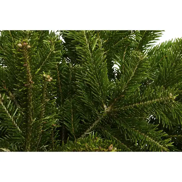 Bild 3 von Nordmanntanne Abies nordmanniana, im Topf, Höhe: 60 - 80 cm