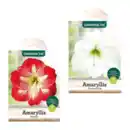 Bild 1 von GARDENLINE Amaryllis im Karton