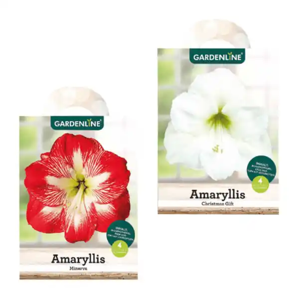 Bild 1 von GARDENLINE Amaryllis im Karton