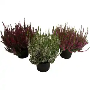 Besenheide, Calluna vulgaris, max. Wuchshöhe: 40 cm, Blüte: mehrfarbig