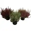 Bild 1 von Besenheide, Calluna vulgaris, max. Wuchshöhe: 40 cm, Blüte: mehrfarbig