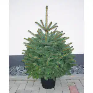 Weihnachtsbaum, Blaufichte, Picea pungens glauca, im Topf, Höhe: 40 - 60 cm