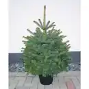 Bild 1 von Weihnachtsbaum, Blaufichte, Picea pungens glauca, im Topf, Höhe: 40 - 60 cm