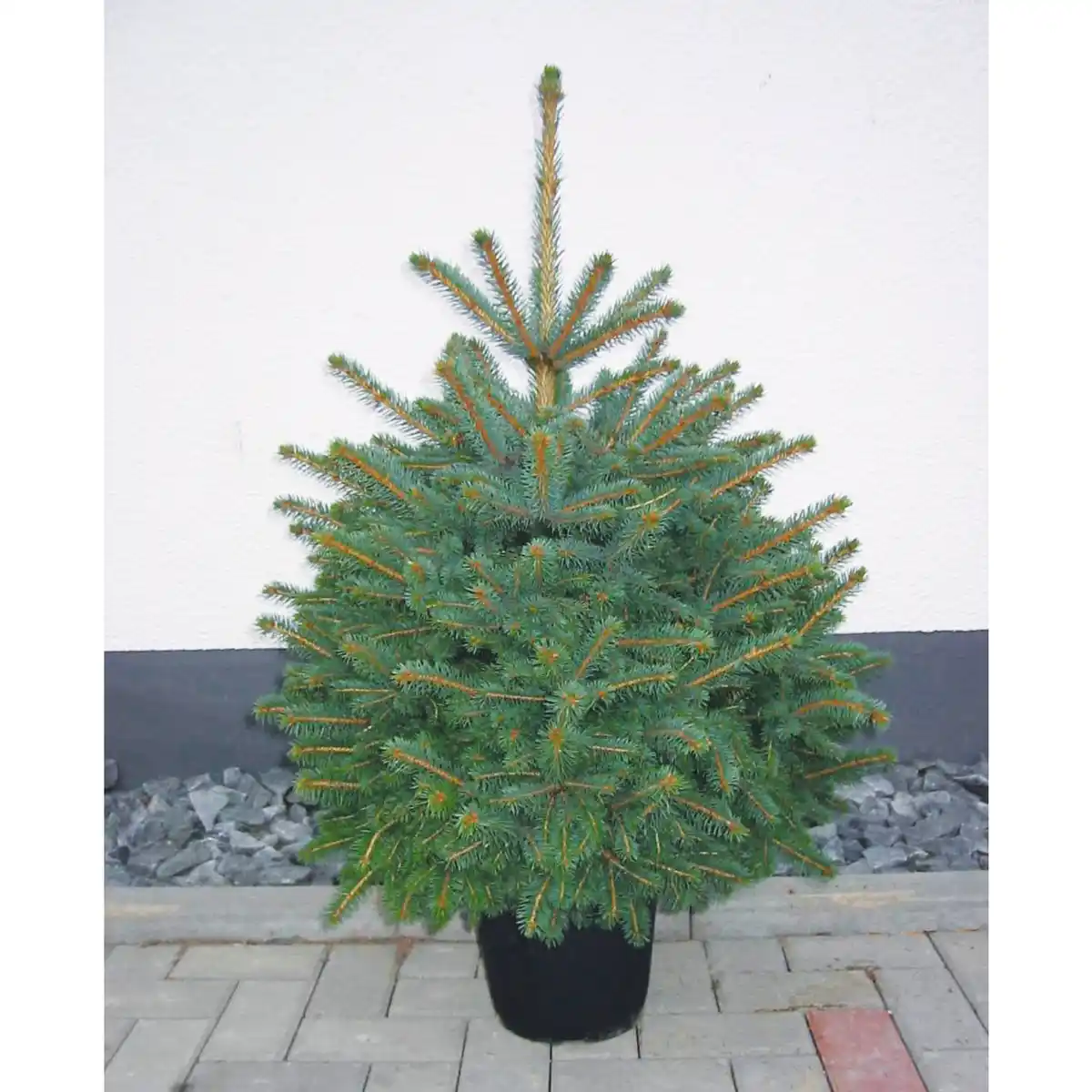 Bild 1 von Weihnachtsbaum, Blaufichte, Picea pungens glauca, im Topf, Höhe: 40 - 60 cm