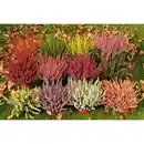 Bild 3 von Besenheide, Calluna vulgaris, max. Wuchshöhe: 40 cm, Blüte: mehrfarbig