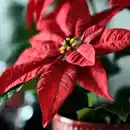 Bild 3 von VINTERFINT Topfpflanze, künstlich, drinnen/draußen Weihnachtsstern/rot, 12 cm