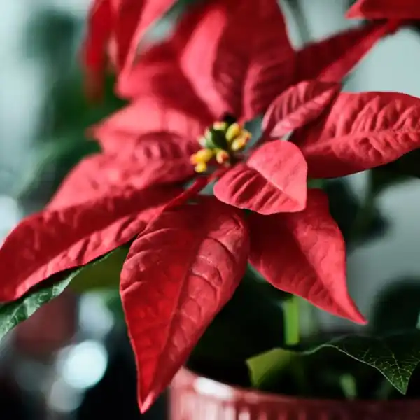 Bild 3 von VINTERFINT Topfpflanze, künstlich, drinnen/draußen Weihnachtsstern/rot, 12 cm