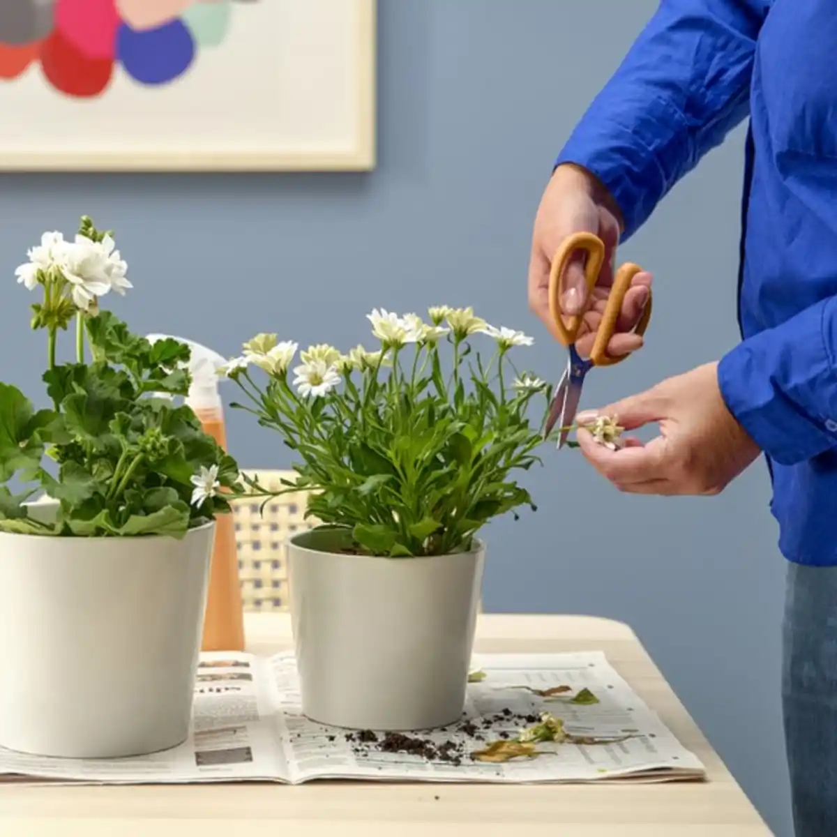 Bild 2 von BRYTBÖNA Kräuterschere, orange, 16 cm