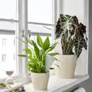 Bild 3 von SVÄMSKOG Selbstbewässerungseinsatz, Terrakotta/transparent, 25 cl