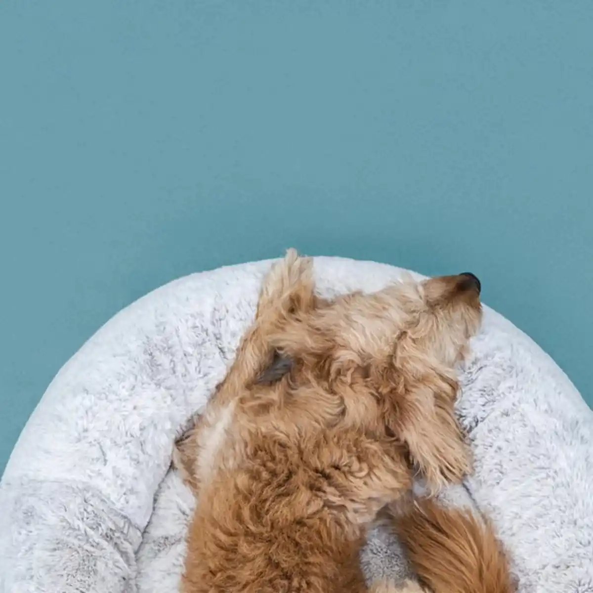 Bild 3 von UTSÅDD Tierbett, hellgrau, L