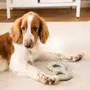Bild 4 von UTSÅDD Hundespielzeug, Leckereienversteck/graugrün