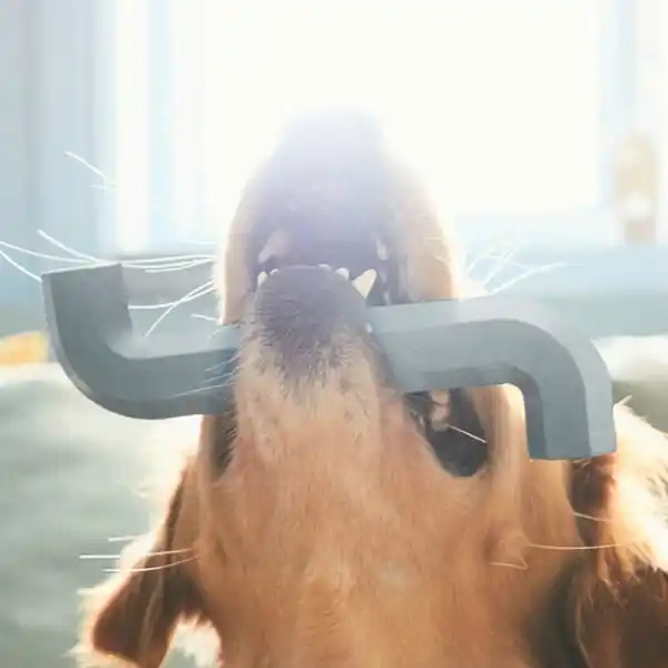 Bild 3 von UTSÅDD Hundespielzeug, graublau