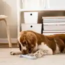 Bild 4 von UTSÅDD Hundespielzeug, graublau