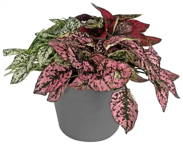 Bild 1 von Zimmerpflanze