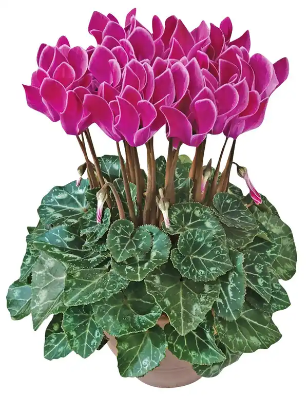 Bild 1 von Gartenpflanzen