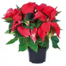 Bild 1 von Weihnachtsstern