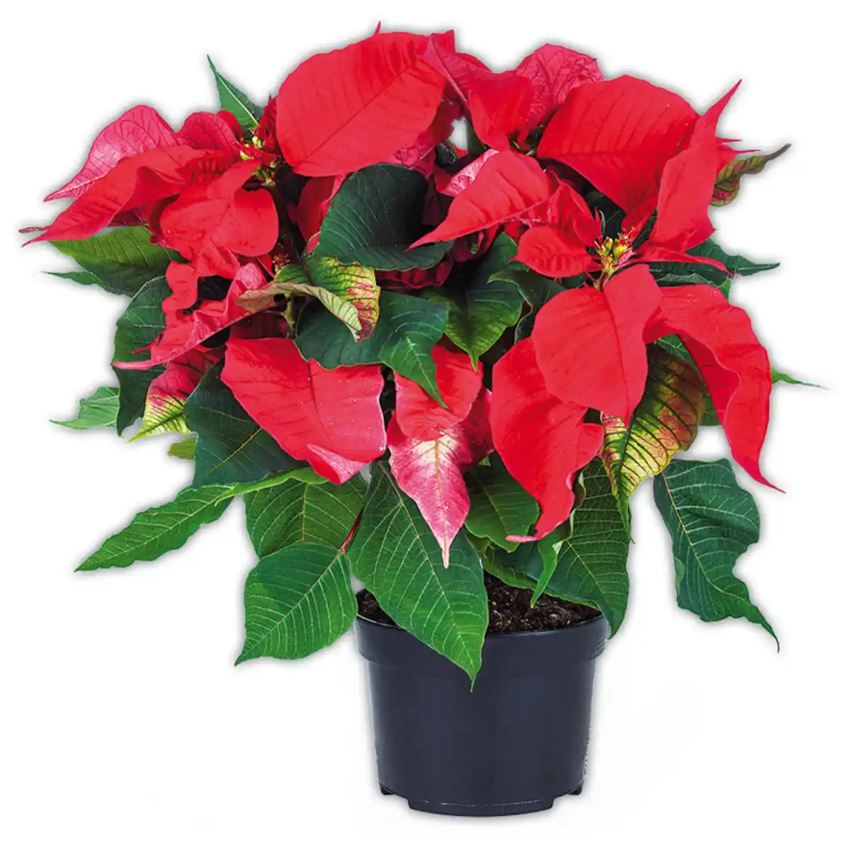 Bild 1 von Weihnachtsstern