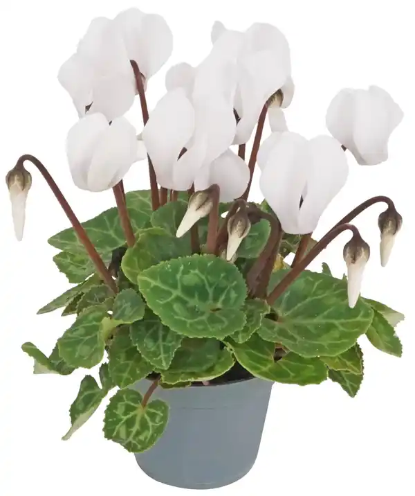 Bild 1 von Gartenpflanzen