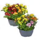 Bild 1 von Chrysantheme