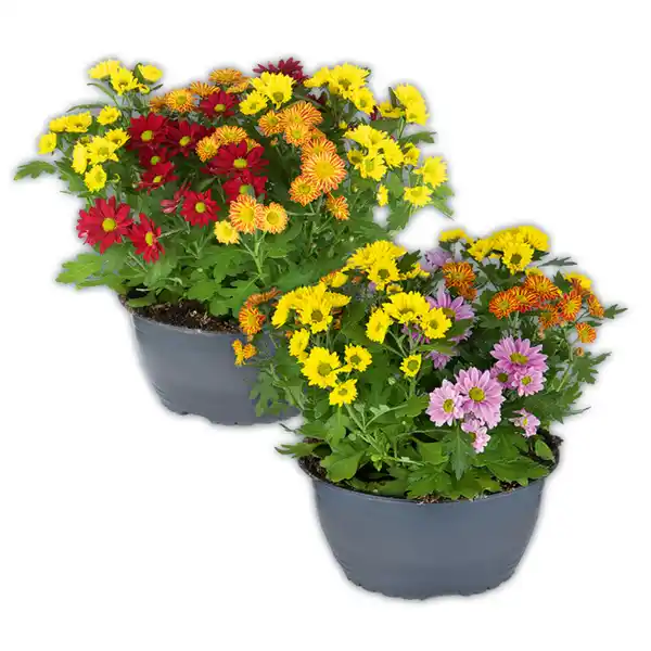 Bild 1 von Chrysantheme