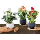 Bild 1 von Flamingoblume XL "Anthurie"