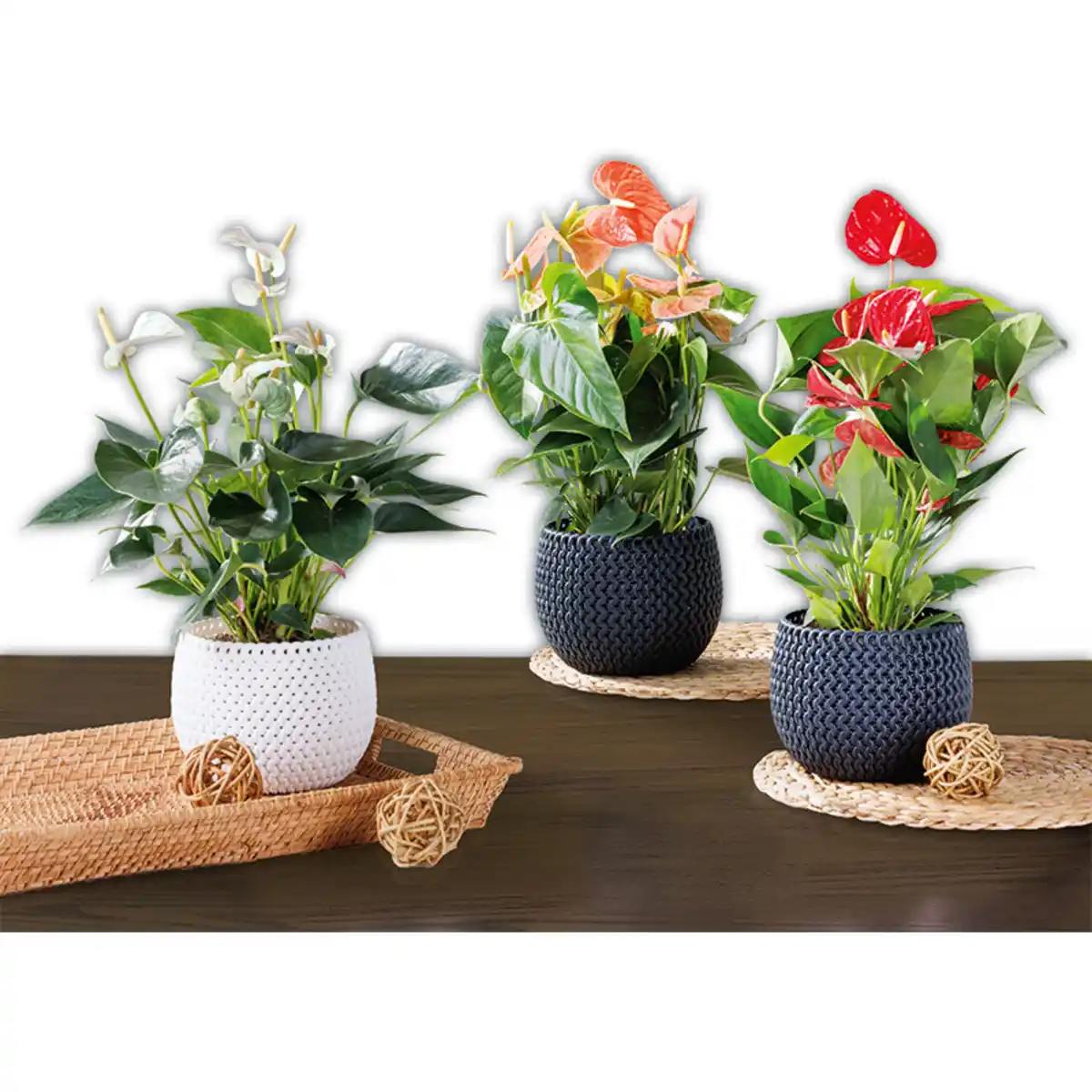 Bild 1 von Flamingoblume XL "Anthurie"