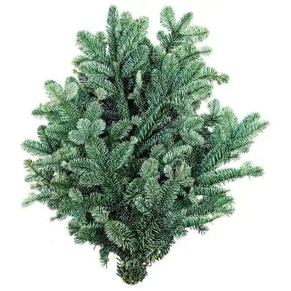 Bild 2 von Tannengrün-Handbund