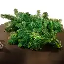 Bild 1 von Tannengrün-Handbund