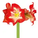 Bild 2 von Amaryllis XL