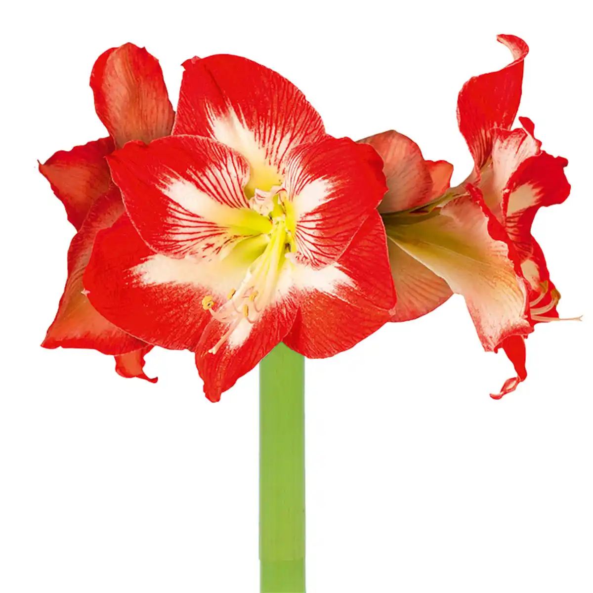 Bild 2 von Amaryllis XL