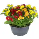 Bild 2 von Chrysantheme