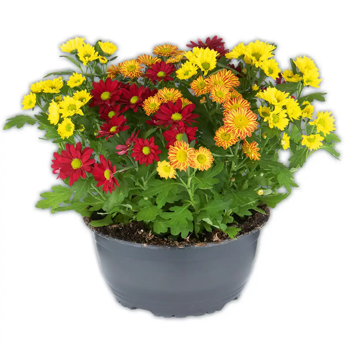 Bild 2 von Chrysantheme