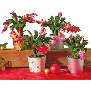 Weihnachtskaktus