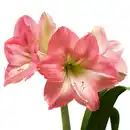 Bild 3 von Amaryllis XL