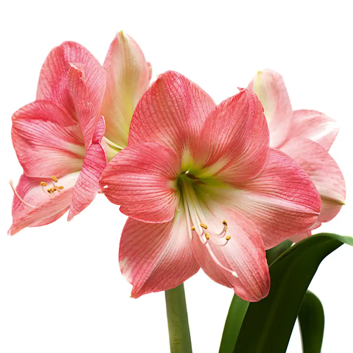 Bild 3 von Amaryllis XL