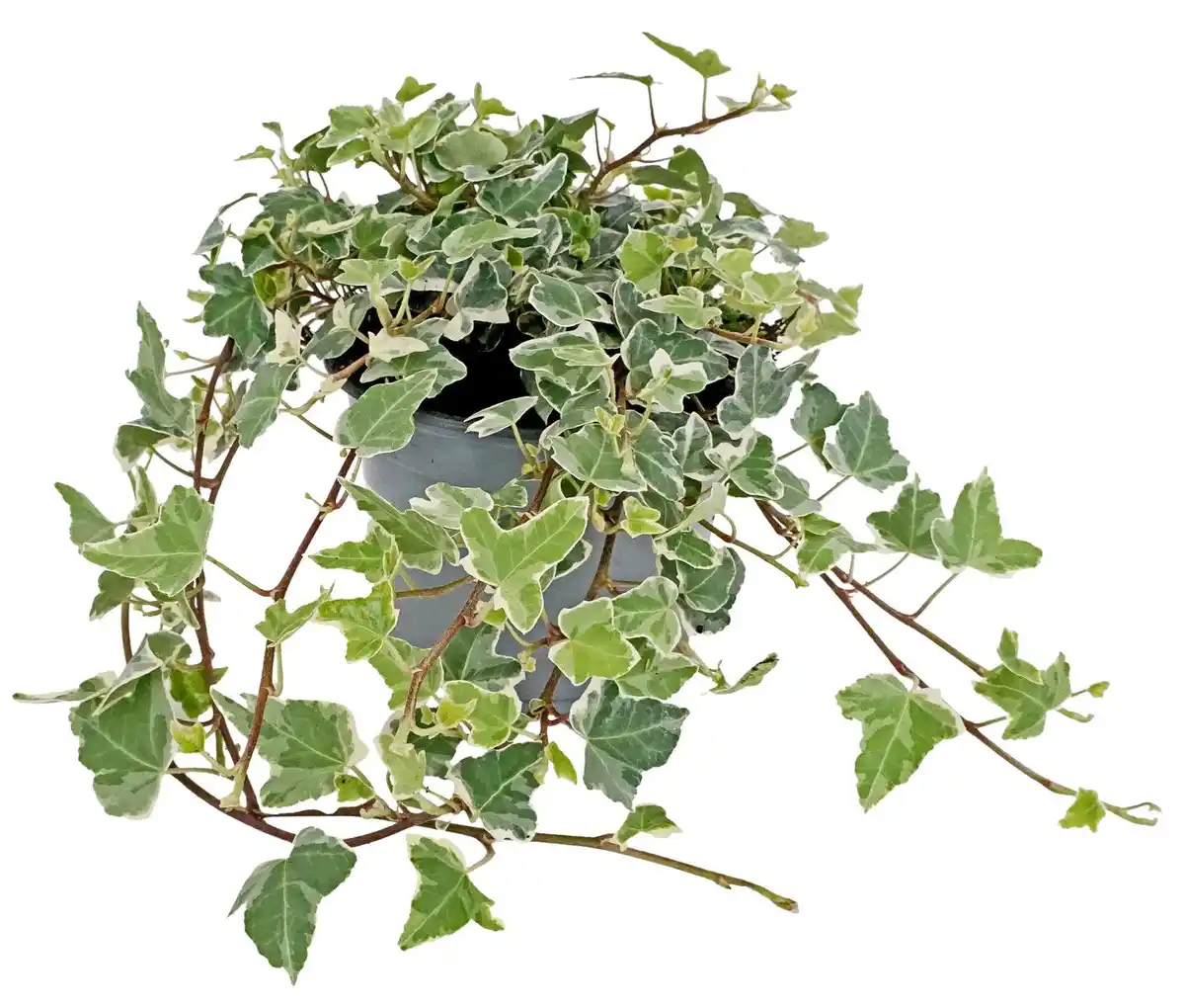 Bild 1 von Herbstpflanzen