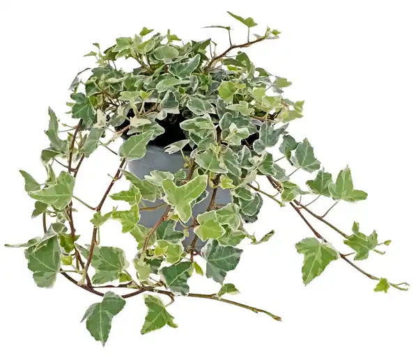 Bild 1 von Herbstpflanzen