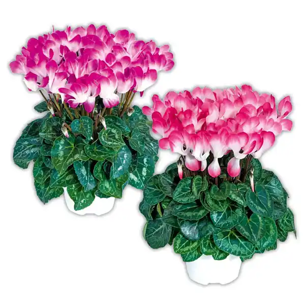 Bild 1 von Alpenveilchen "Indiaka"