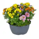 Bild 3 von Chrysantheme