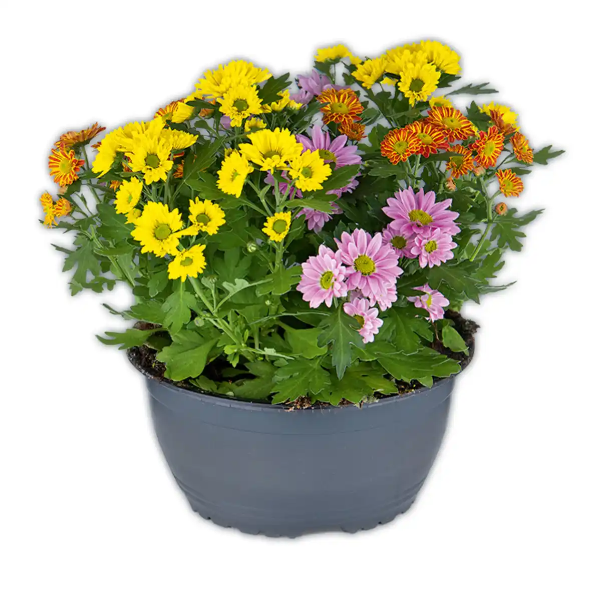 Bild 3 von Chrysantheme