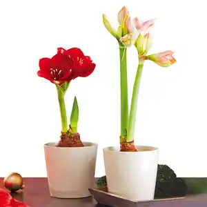 Amaryllis XL