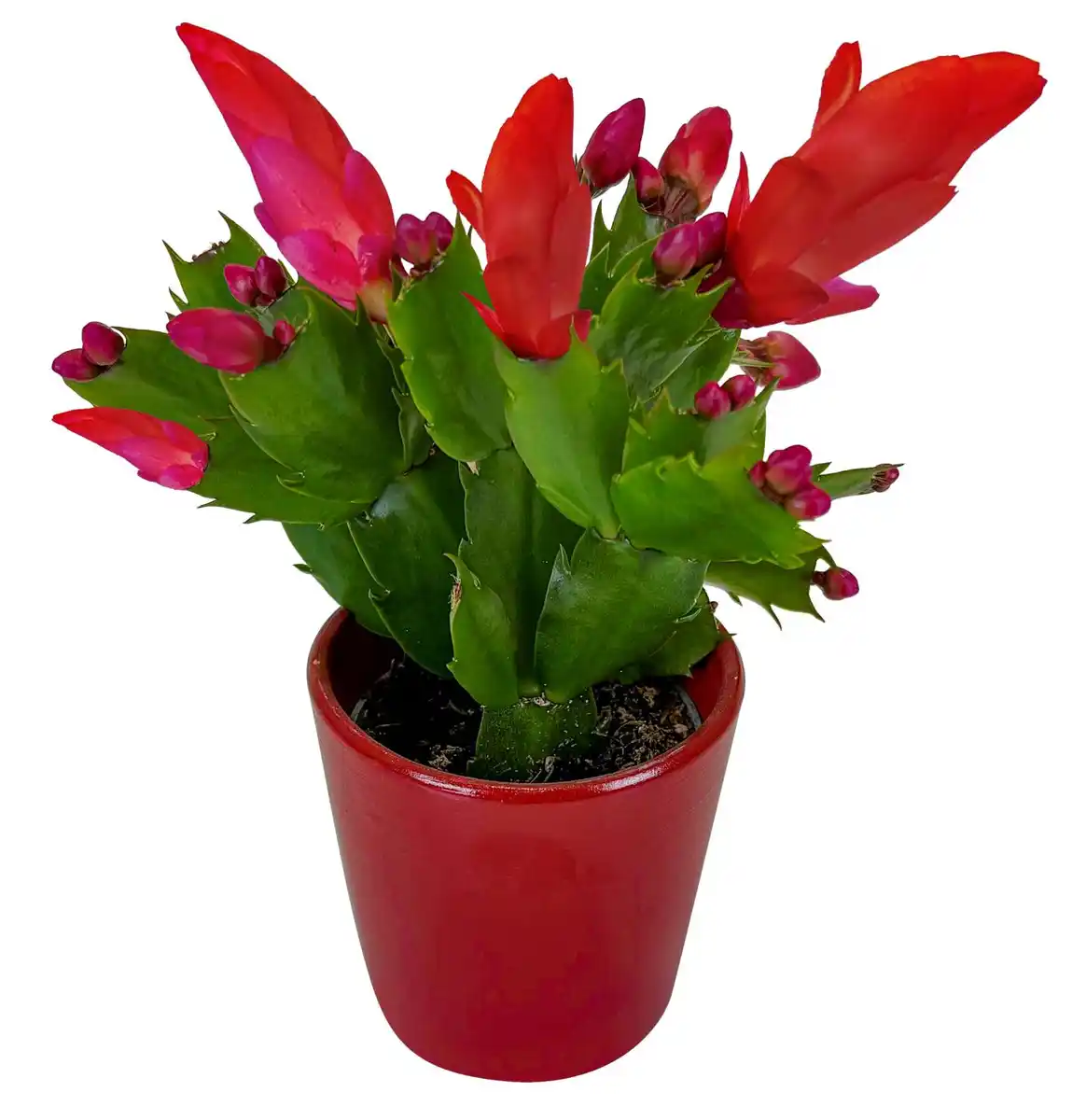 Bild 1 von Herbstpflanzen