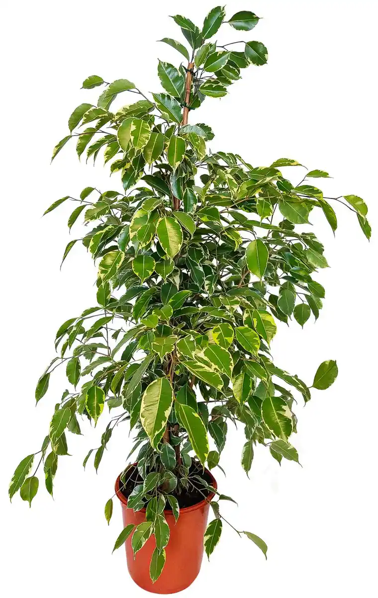 Bild 1 von Zimmerpflanze