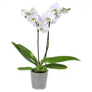 GARDENLINE Orchidee