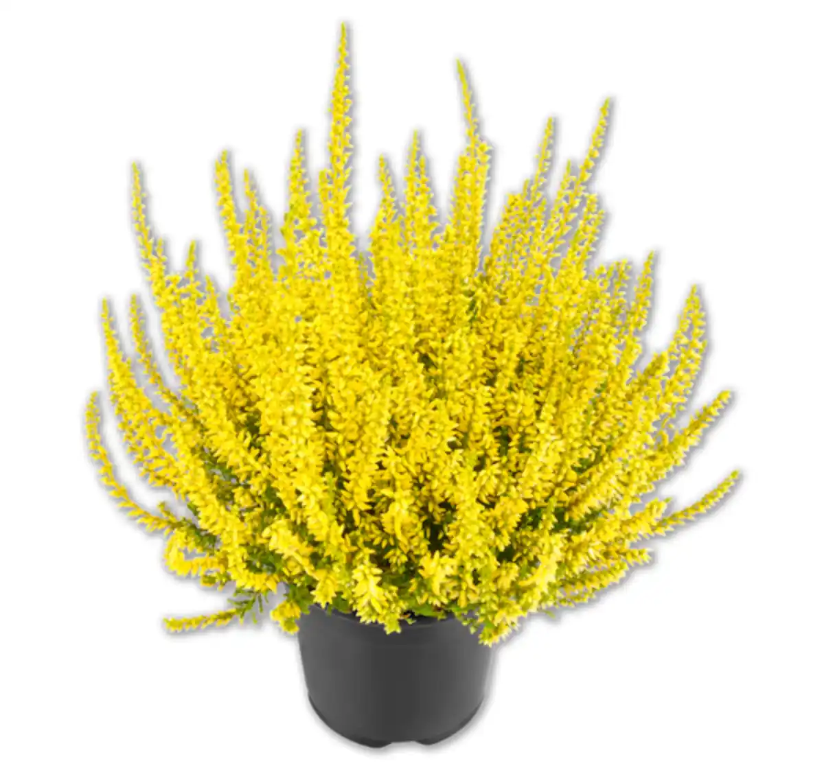 Bild 1 von Besenheide*