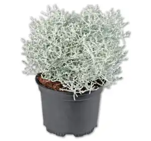 Stacheldrahtpflanze*