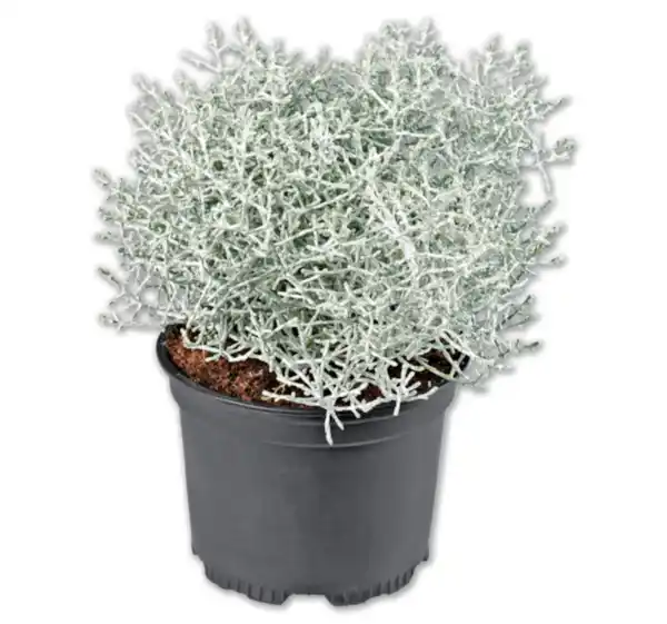 Bild 1 von Stacheldrahtpflanze*